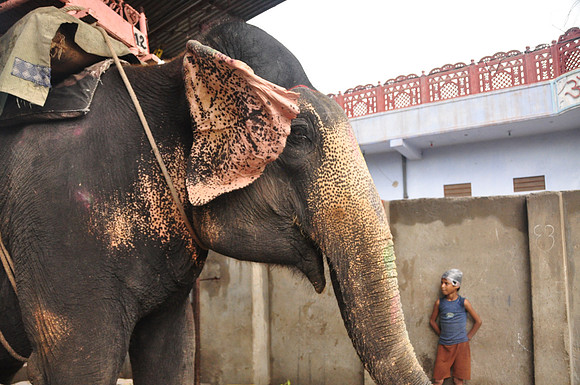 getting the elephants ready for work (45)