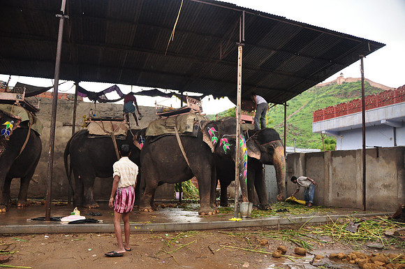 getting the elephants ready for work (52)