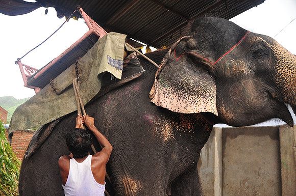 getting the elephants ready for work (44)