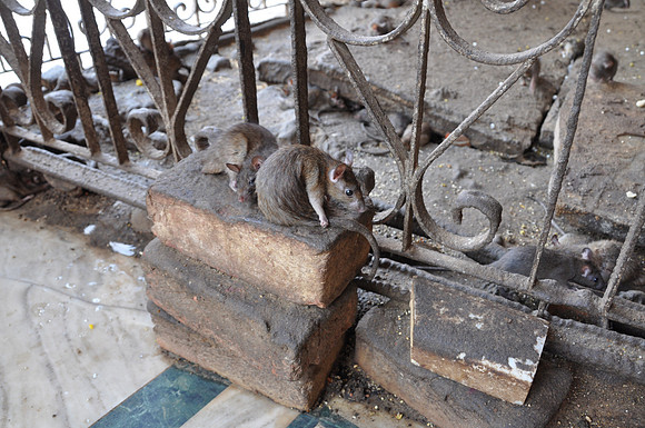 india photos 20102011 141