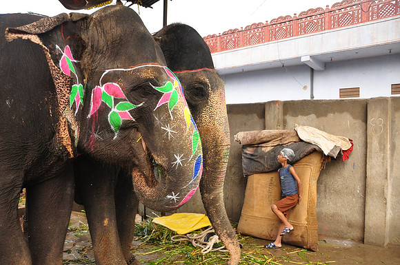 getting the elephants ready for work (24)