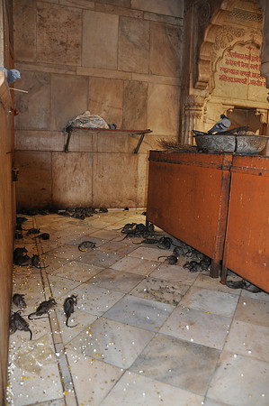 india photos 20102011 156