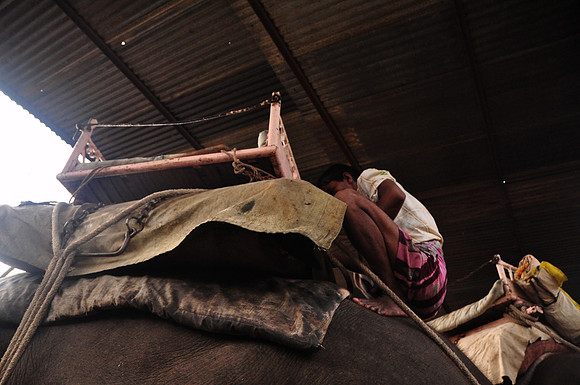 getting the elephants ready for work (49)