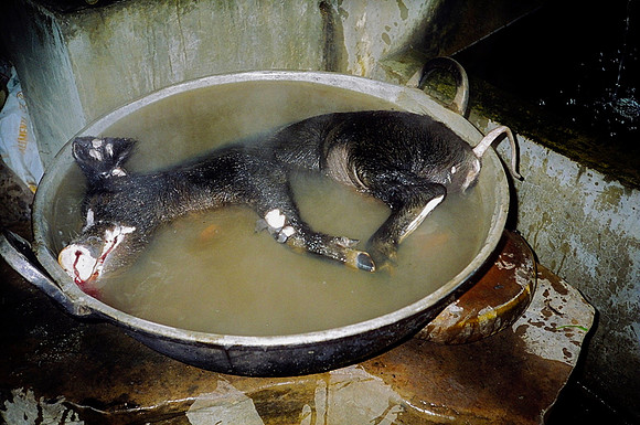Dead Pig Chachoyas