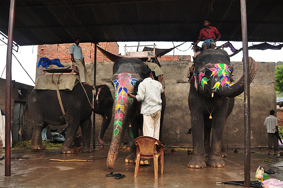 getting the elephants ready for work (53)