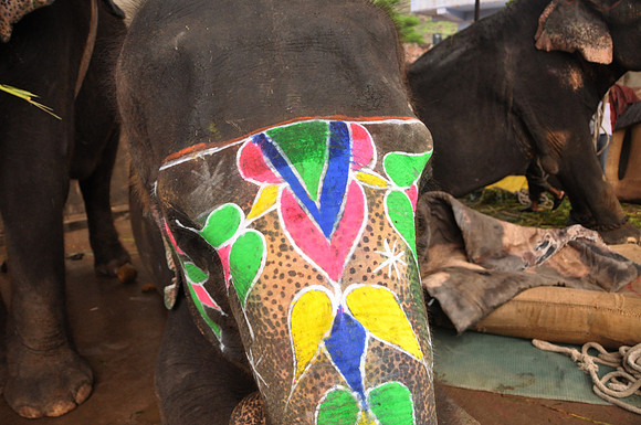 getting the elephants ready for work (35)
