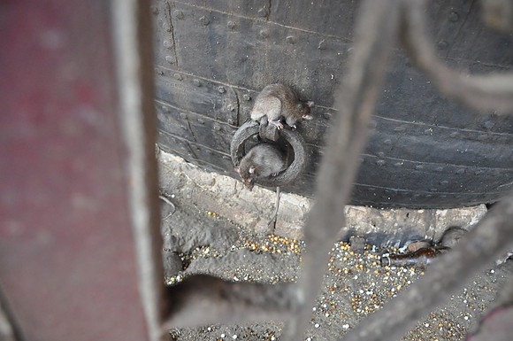 india photos 20102011 140