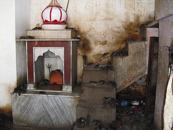 bikaner 2011 (7)