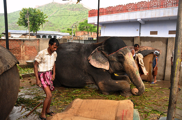 getting the elephants ready for work (36)