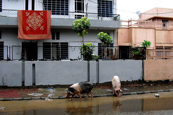 Daily Life in Jaipur, Rajistan (4)