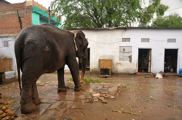 getting the elephants ready for work (4)