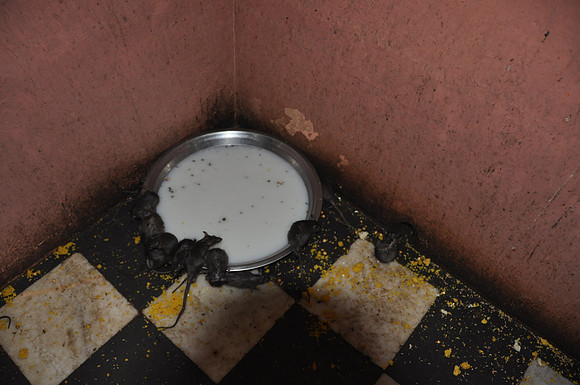 india photos 20102011 161