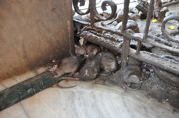 india photos 20102011 143