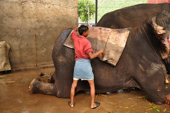 getting the elephants ready for work (13)