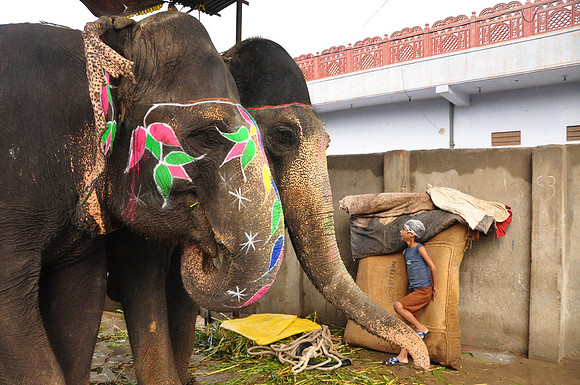 getting the elephants ready for work (25)