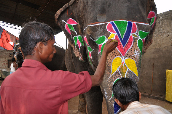 getting the elephants ready for work (5)